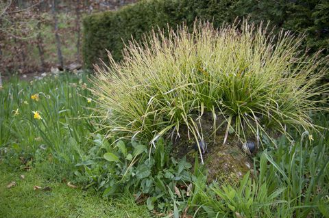 Der erste dauerhafte Garten in der Hedgehog Street in Großbritannien wurde in RHS Harlow Carr, North Yorkshire, enthüllt