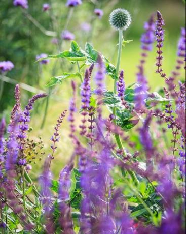 Gartentrends 2022 Naturgarten-Mischbeet, Salvia