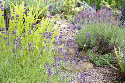 Gartenweg mit englischen Lavendel-Blumen