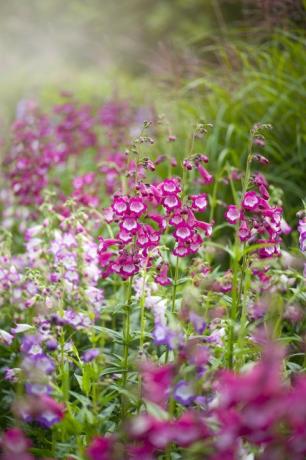 die leuchtend rosa Sommerblumen der Penstemon 'Pensham Czar' Pensham Serie im dunstigen Sonnenschein