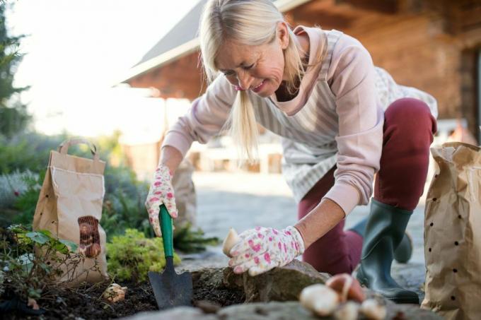 Seniorin, die im Herbstgarten Glühbirnen im Freien pflanzt, Gartenkonzept