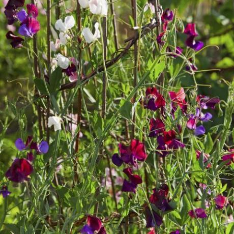 Süße Erbsen auf einem Gartenrahmen