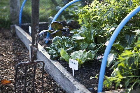 Gemeinschaftsgartenarbeit in den Kleingärten bei Preston Park, Brighton