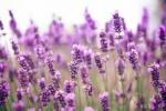 18 Dinge, die Sie nicht über Lavendel wussten