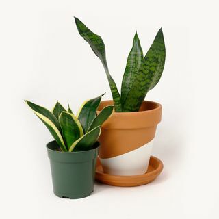 Schlange/Sansevieria