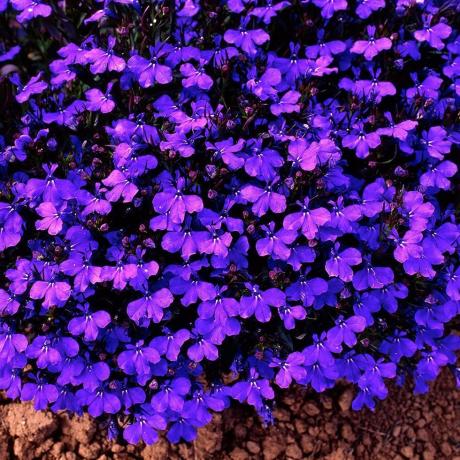 Lobelia Bush Crystal Palace