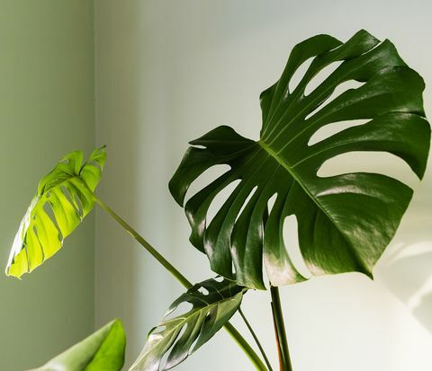 nahaufnahme des großen blattes der monstera deliciosa-palme im hell erleuchteten hurrikan oder der schweizer käsepflanze