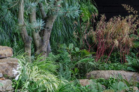 rhs chelsea flower show 2021 bester schaugarten guangzhou china, guangzhou garden designed by peter chmiel with chin jung chenjpg