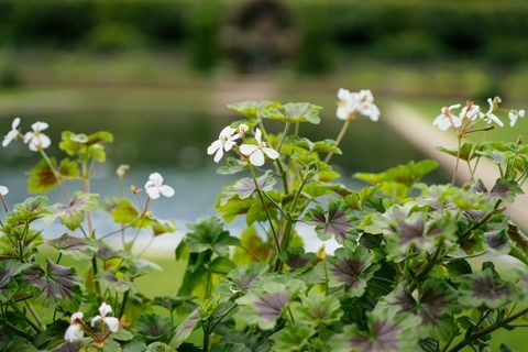 neues Design für den versunkenen Garten im Kensington Palace