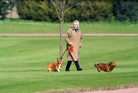 Königin Elizabeth II, die ihre Hunde am Windsor Schloss geht