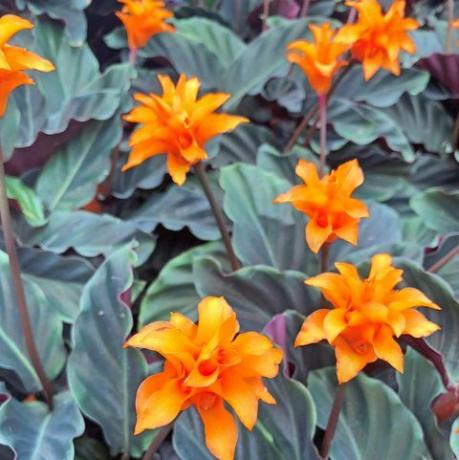 leuchtend orange calathea crocata tasmanien blumen, auch bekannt als ewige flamme, umgeben von dunklen blättern