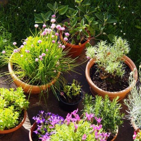 idyllische frühlingsszene im italienischen garten mit töpfen mit blühenden pflanzen und küchenkräutern französischer lavendel, strohblume, schnittlauch, glockenblumen, rosmarin, salbei