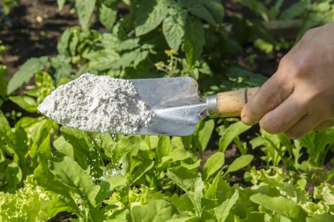 Gärtner streuen Kieselgurpulver als ungiftiges organisches Insektenschutzmittel auf den Salat im Gemüsegarten und trocknen so Insekten aus