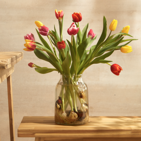 bloom wild's britisch angebaute blumen tulpen mit zwiebeln