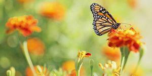 Monarchfalter auf Ringelblumenblume