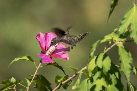 Ein Kolibri fliegt um eine Rose aus Sharon-Blüten und sammelt Nektar oder Pollen