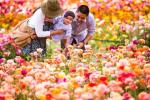 Warum Sie die Blumenfelder der Carlsbad Ranch besuchen sollten