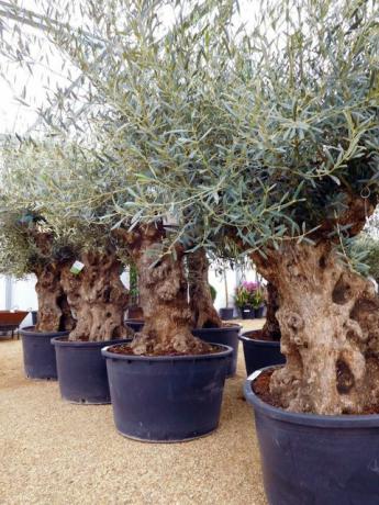 Knorriger-Hojiblanca-Bonsai-Olivenbaum