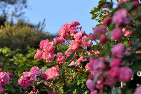 Nahaufnahme von rosa Blütenpflanzen