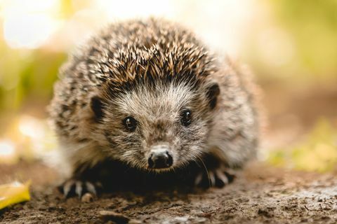 Baby-Igel