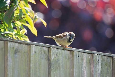 Spatz auf einem Gartenzaun