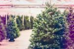 Bezugsquellen für echte britische Weihnachtsbäume - Best Christmas Tree Suppliers UK