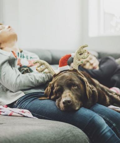 Nachweihnachtliches Sofa-Nickerchen