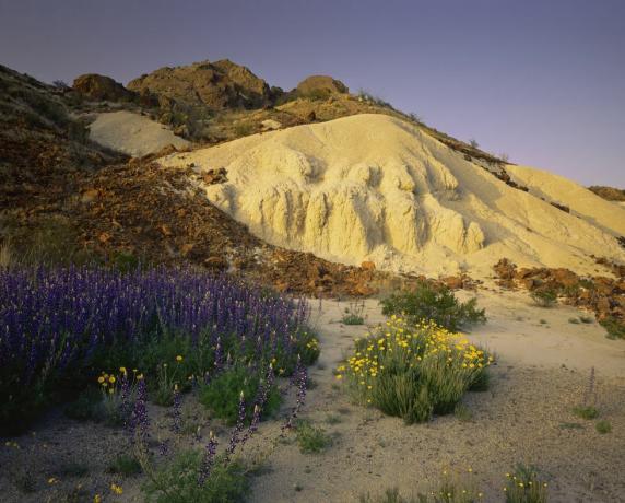 die blauen Hauben von Big Bend p