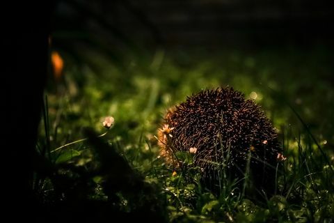 Wilder Igel, der sich in einer regnerischen Nacht in der Dunkelheit versteckt