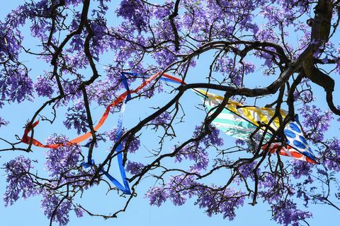 Touristen strömen zu den Sydney-Vororten, um Jacaranda-Bäume in voller Blüte zu sehen