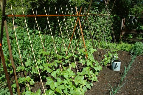 Bio, Gartenarbeit, Anbau, Garten, Anbau, Gemüse, Bohnen, Weinreben, fruchtbar, ganzheitlich, Mais, Stützen, Gitter, Stangen, gesund, natürlich, grün