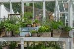 Gewächshäuser und Gewächshäuser: 4 der größten unter Glastrends angebauten Pflanzen