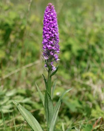 Südliches Knabenkraut Dactylorhiza Praetermissa Pflanze in Blüte