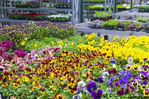 Gartenblumen im Gewächshaus ausgestellt