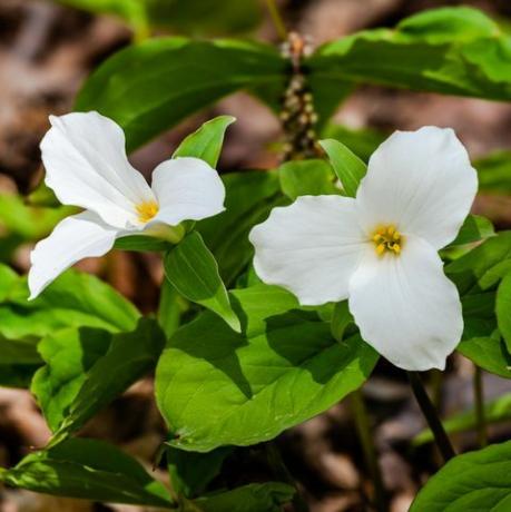 tropische pflanzen, trillium grandiflorum