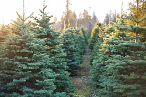 Reihe von schönen und vibrierenden Weihnachtsbäumen