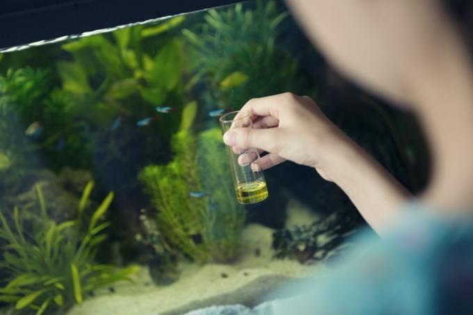 Mädchen, das ein chemisches Testkit verwendet, um die Wasserqualität in einem Heimaquarium zu messen