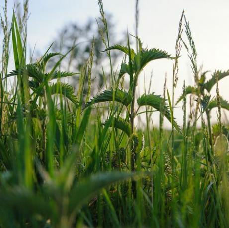 nesselpflanze im feldgrünen natürlichen hintergrund mit weichem bokeh ausgewähltem fokusdetailbild