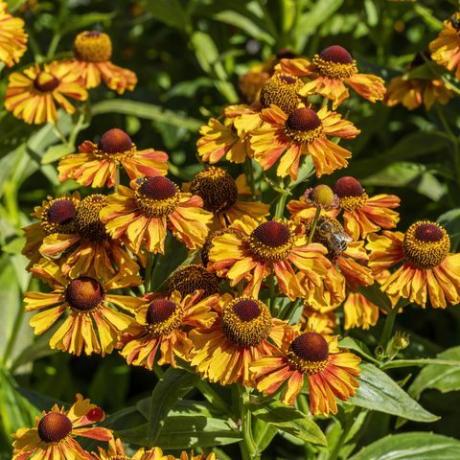 Helenium Autumnale 'westliche Mischung'