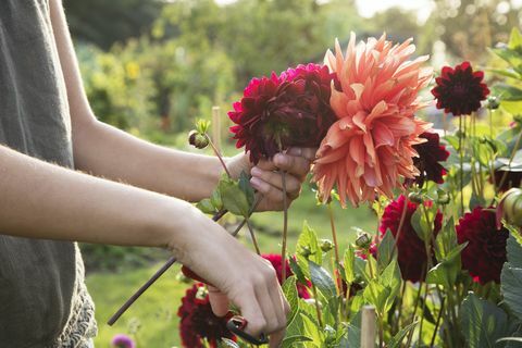 Schließen Sie oben von den Frauenausschnitt-Dahlienblumen an der Zuteilung.