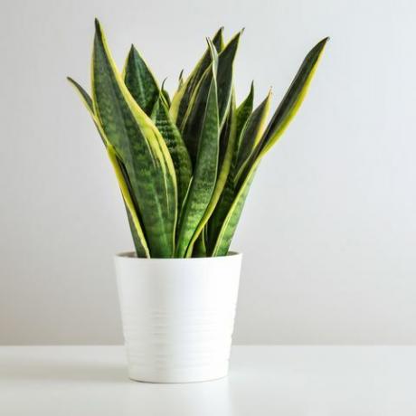 Sansevieria Pflanze im Topf auf weißem Tisch