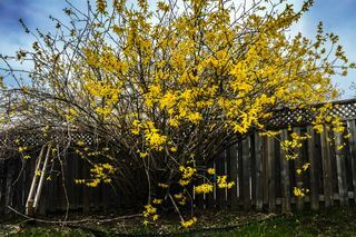 Forsythie, goldene Glockenblumen