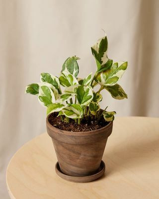 Pothos-Pflanze in einem Topf
