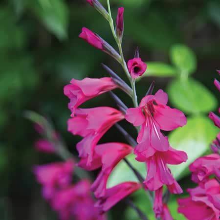 Gladiolus italicus - Gladiolenzwiebeln