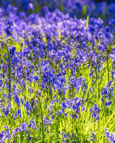 Glockenblumen blühen auf der Wiese