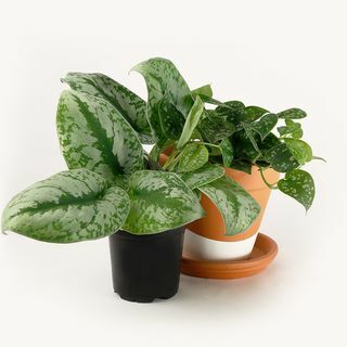 Satin-Pothos