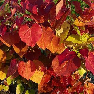 Cercis 'Ewige Flamme' Judasbaum