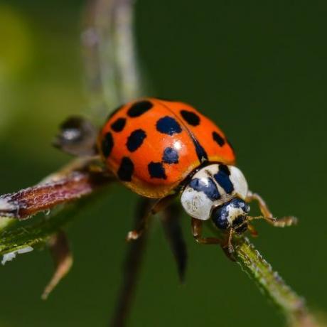 Asiatischer Damenkäfer auf Zweig nahe Minnesota River