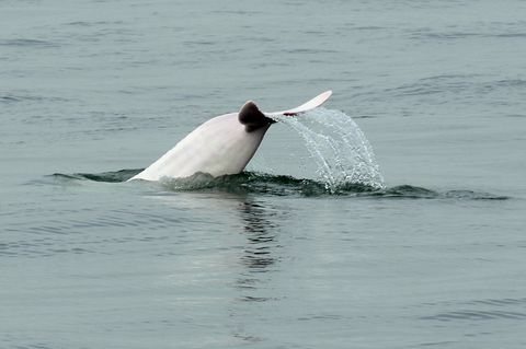 Hong Kong Naturschutz Umwelt Tier Delphin