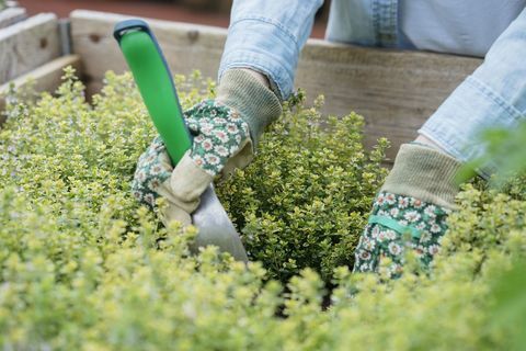 Geerntete Ansicht der tragenden Gartenhandschuhgartenarbeit der Frau